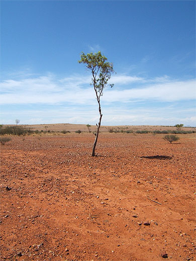 Le dernier arbre