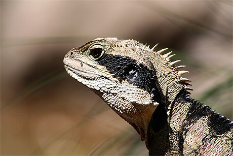 Water Dragon