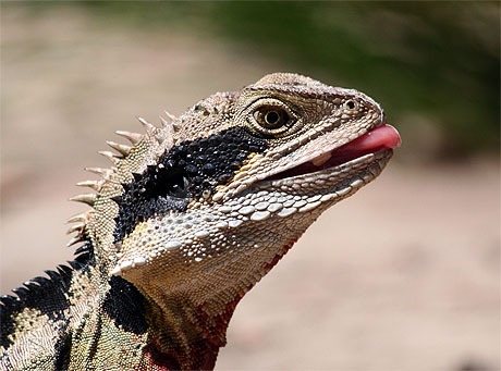 Water Dragon