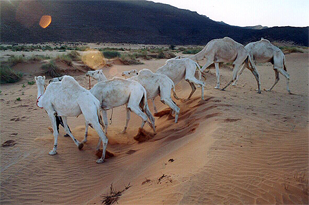 Repos des dromadaires dans le hoggar