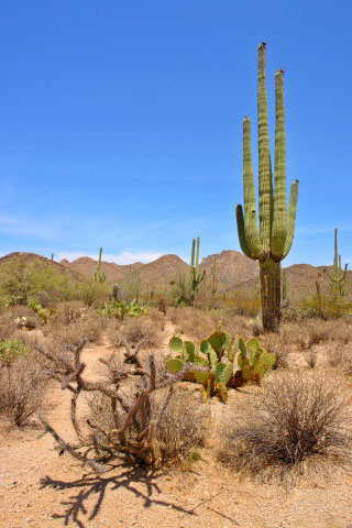West Saguaro