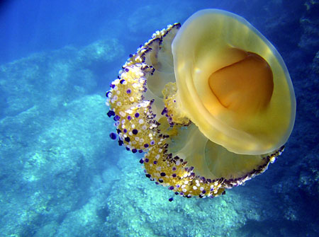 Meduse Oeuf au plat � Voidokilia