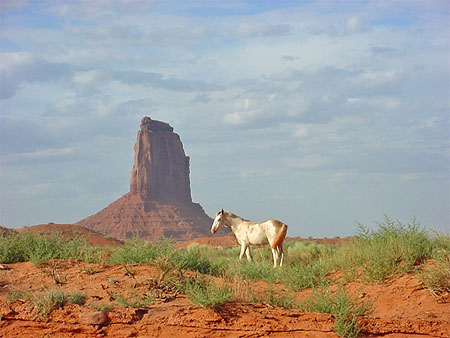 Lonesome horse
