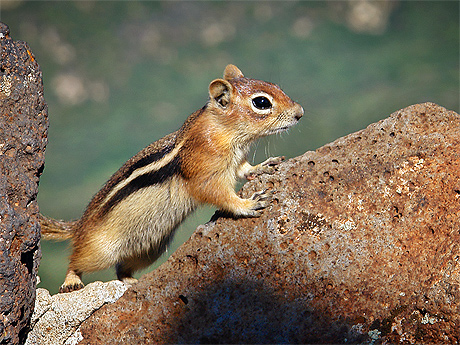 Chipmunk