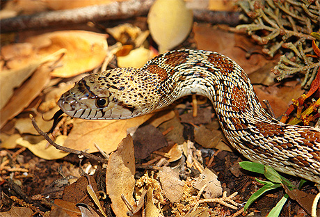 Un Gopher Snake sympa
