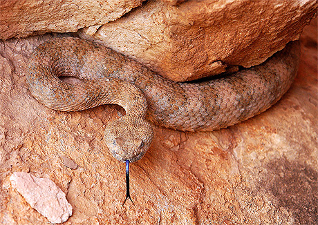 Serpent � sonnette impoli