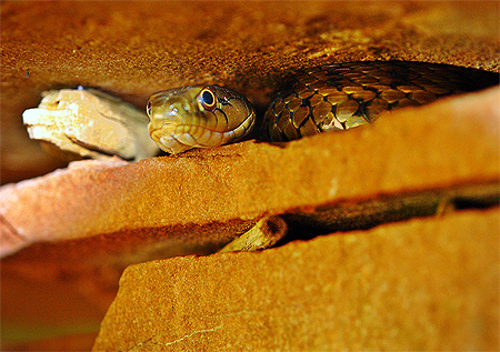 Water Snake
