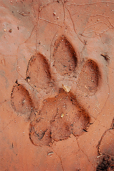 Empreinte fra�che de puma
