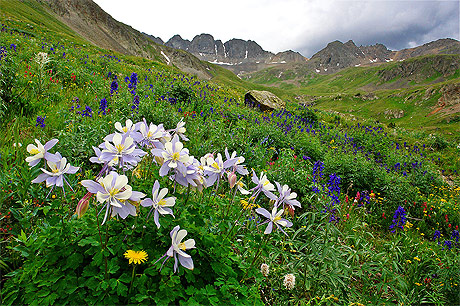 Columbines � American Basin