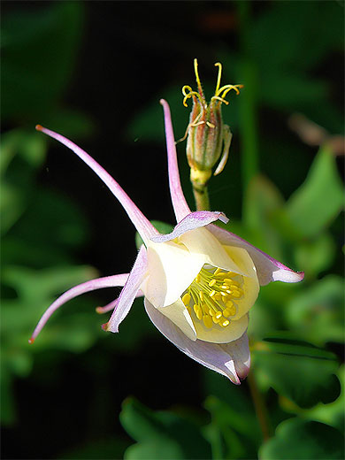 Colombine