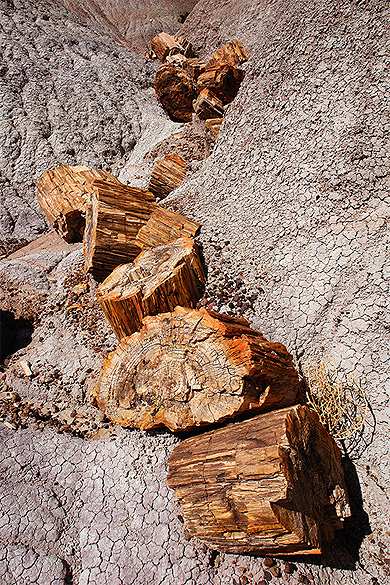 Cascade de bois p�trifi�