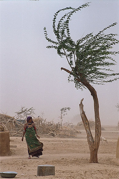 Temp�te dans le d�sert du Thar