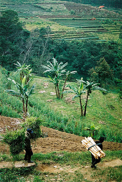 Cultures en terrasses � Gedong Songo