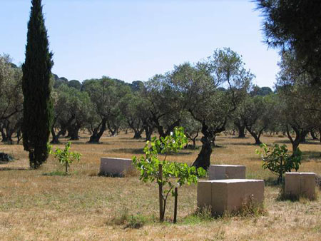 Les oliviers