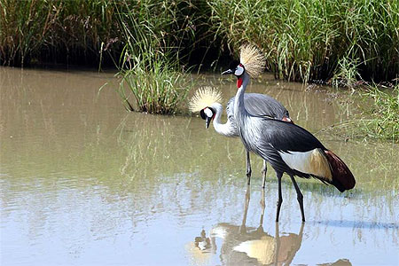 Grues