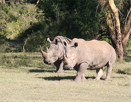 Rhinoc�ros blancs
