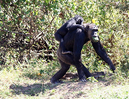 Singes