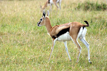 Gazelle Thompson