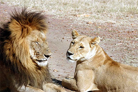 Couple de lions