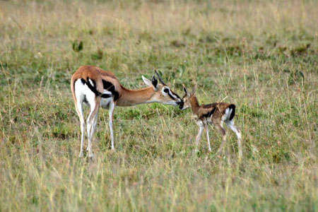 maman et bebe thompson