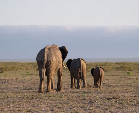 Kenya - r�serve d'Amboseli