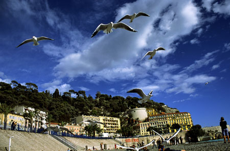 Mouettes dans le vent chaud