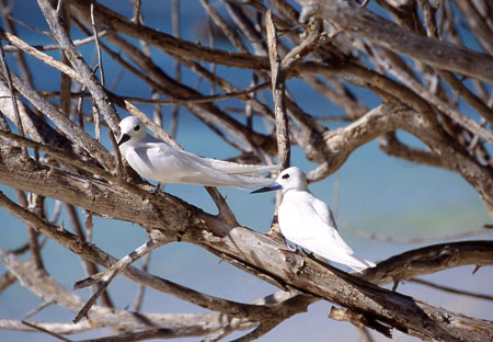 2 gygis blanches