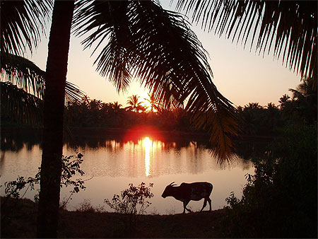 Vache goanaise