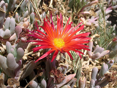 Fleur du d�sert