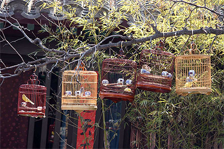 Cages � oiseaux