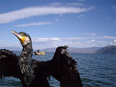 P�che aux cormorans