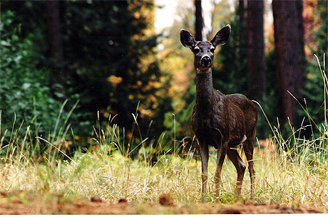 Mule deer � Yosemite