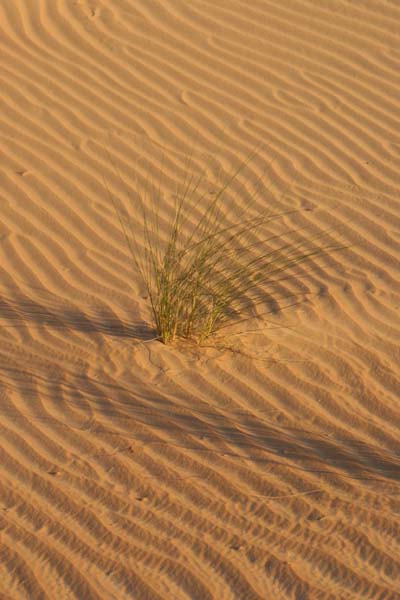 Herbe � chameaux