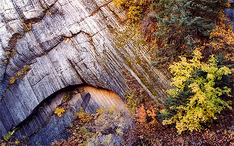 D�tail automnal dans Zion NP