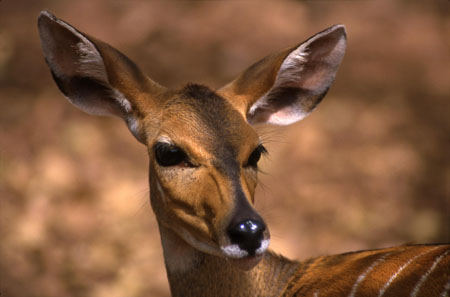 antilope