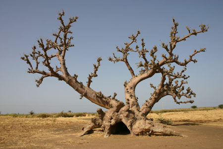 Baobab