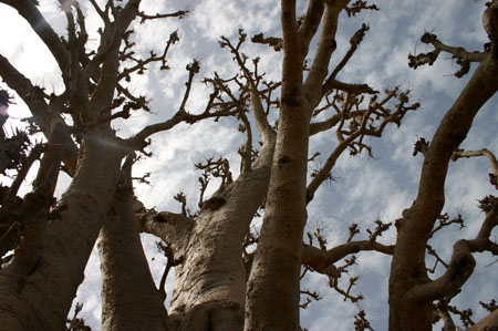 BAOBAB