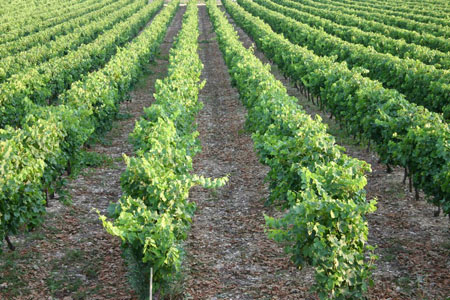 Dans les vignes