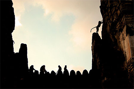 Singes au cr�puscule