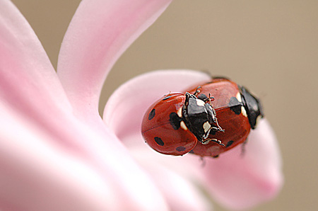 Coccinelles libidineuses