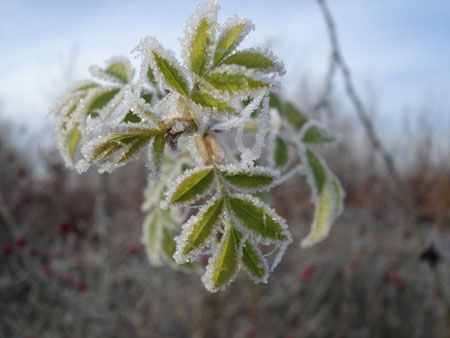 Paysage d'hiver