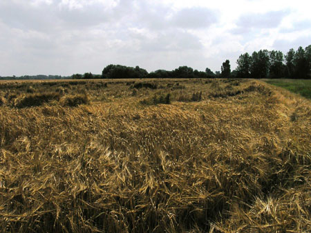 Champ de bl� au vent