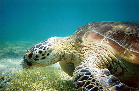 Tortue