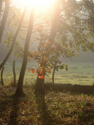 Arbre � Druisy