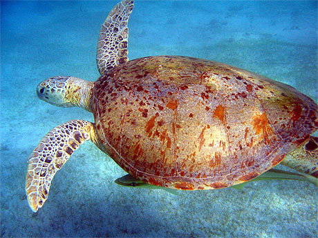 Tortue marine