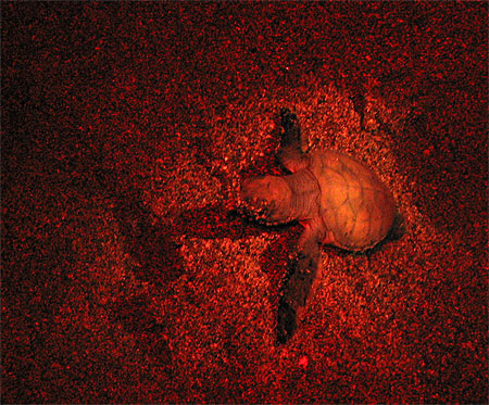 Naissance de tortue