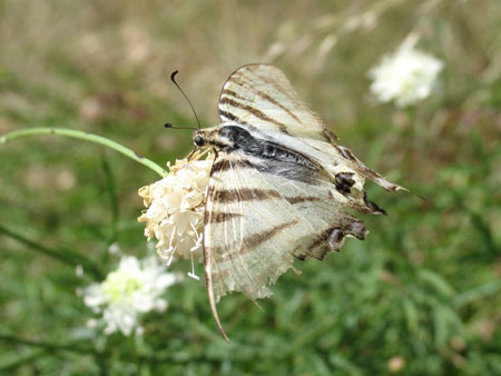 Papillon !