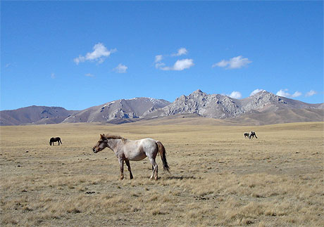 Chevaux