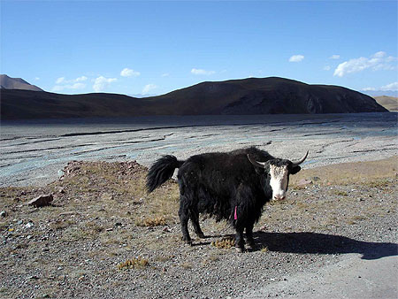 Yak