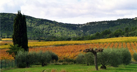 Vignes